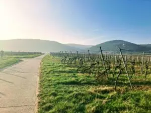 投稿についてもっと詳しく ワインの輸入経路が決まりました